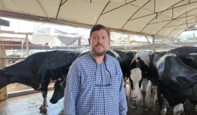 Aydın’da ineklere günde 3 kez süt banyosu