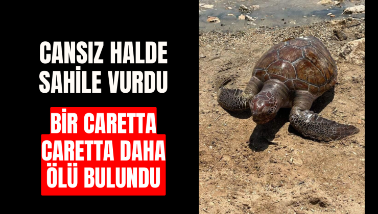 Didim’de caretta caretta, cansız halde sahile vurdu