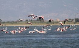 Biyoçeşitliliği tehdit altındaki Bafa Gölü korunuyor