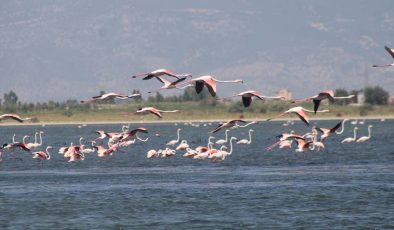 Biyoçeşitliliği tehdit altındaki Bafa Gölü korunuyor