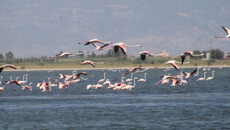 Biyoçeşitliliği tehdit altındaki Bafa Gölü korunuyor