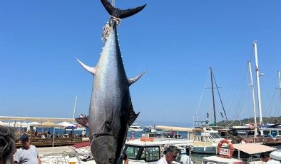 Bodrum’da amatör balıkçılar 376 kiloluk dev orkinos yakaladı