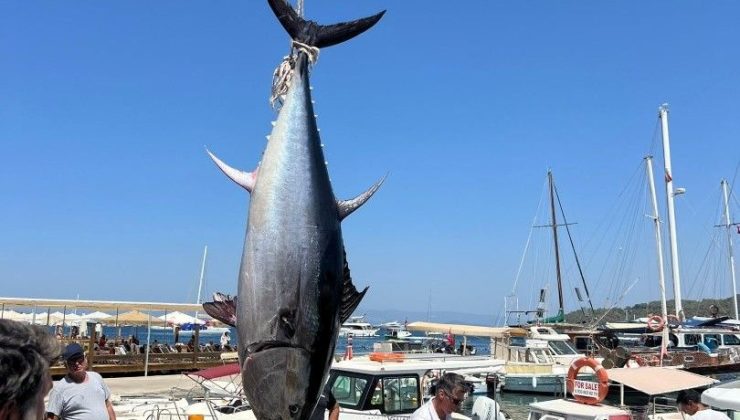 Bodrum’da amatör balıkçılar 376 kiloluk dev orkinos yakaladı