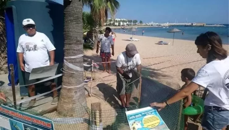 Didim’de Caretta Caretta kaplumbağaları bu yıl yumurtlamadı