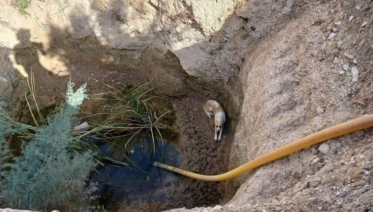 Kuyuya düşen köpeği itfaiye ekipleri kurtardı