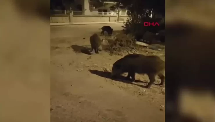 Aç Kalan Yaban Domuzları Didim’e İndi