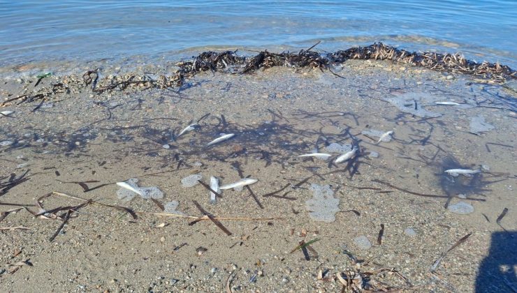 Didim’de ölü balıklar yine kıyıya vurdu