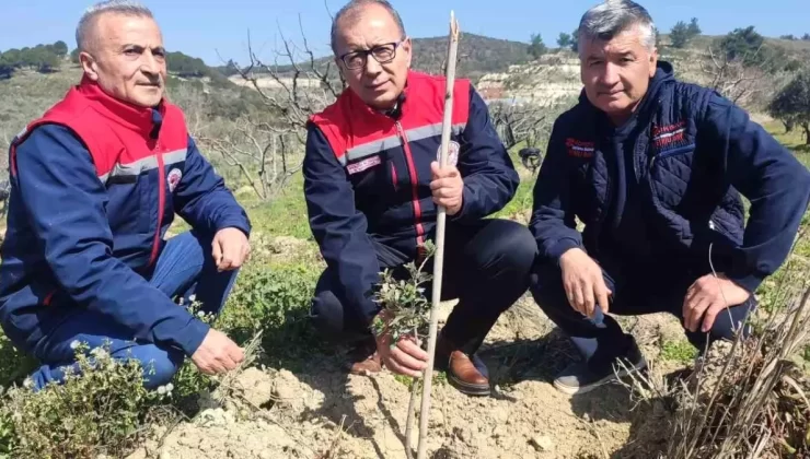 Aydın’da sakız fidanları yatırımı gerçekleştirildi